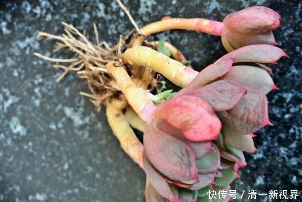 提醒肉友换盆土,你弄清楚什么时候动手合适,如何操作了吗