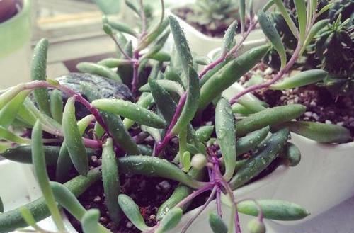  垂吊植物|垂吊类绿植：绿萝、吊兰看腻了!盆栽这些花卉，漂亮、好养