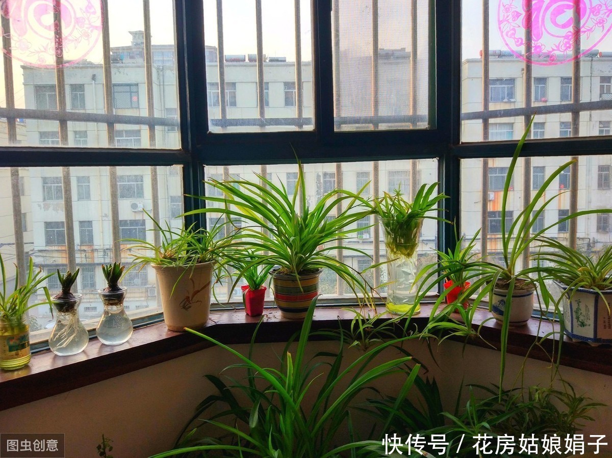 阳台|阳台养殖盆景花卉,7个原则要遵守,才能花开满阳台