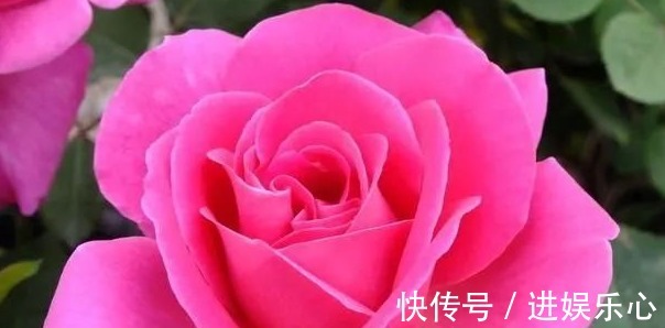 三角梅|细数花期超长的六种花卉,养护好就比“往年”开花多得多,美醉了