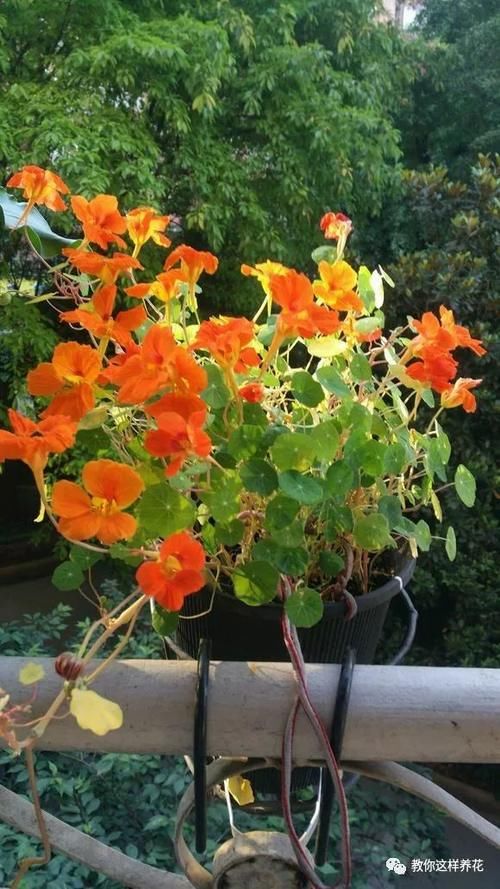 叶子像碗莲，花儿一大片，比铜钱草好养，被称为开花大王！