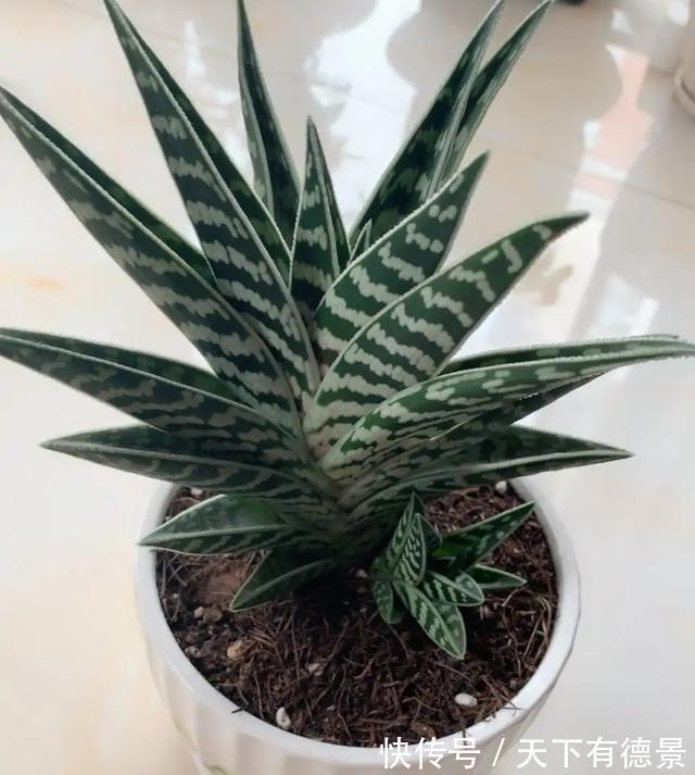 适合懒人养的“6种花”,不只是好养,还寓意好,利于健康