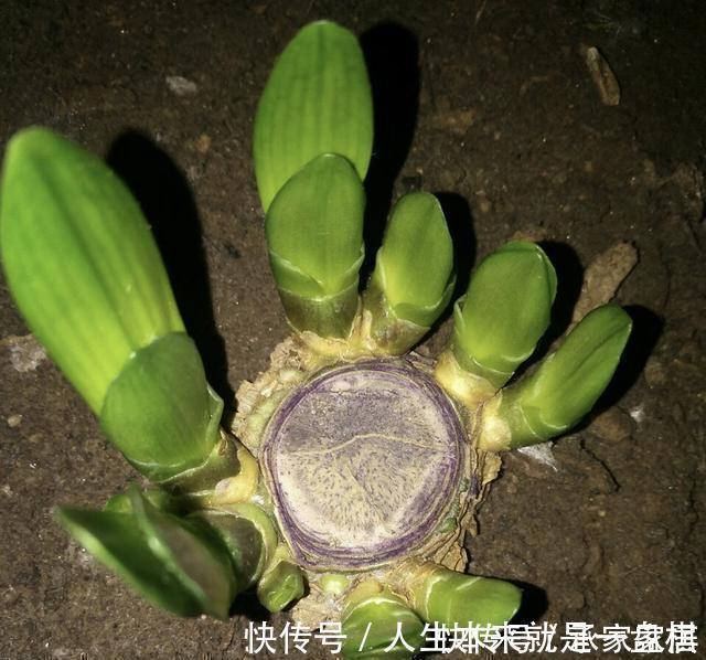 李大姐养君子兰,开春切一刀,养60天,冒出9个芽,要爆盆了
