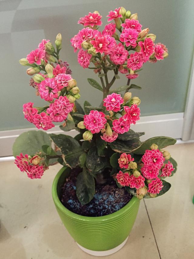 长势|长寿花长得好,这5点最“关键”,根须嫩白,开花一茬茬!