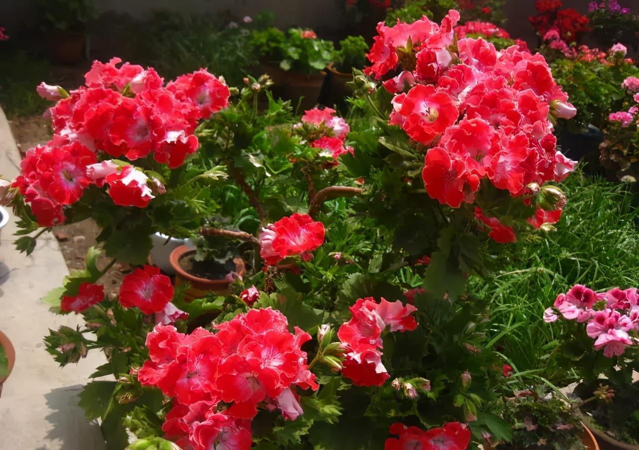 天竺葵|天竺葵是“夏必死”?教你这么做,夏天一样开,全年花不断