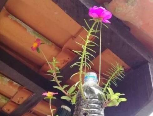 植物|没地种花种菜,没时间浇水几个塑料瓶就能解决,DIY变废为宝