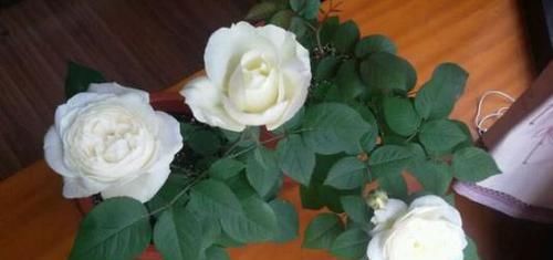 婚礼之路|3款白色系的浓香月季，每一款都仙气十足，你钟爱哪一款？