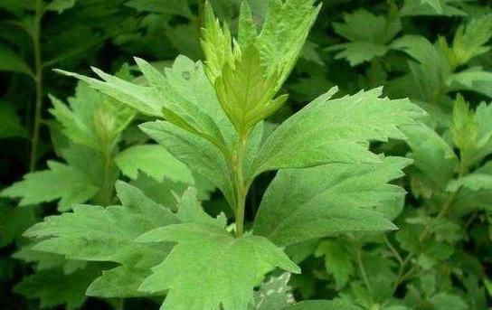 地头|田间地头没人要的野草,却是腰间盘突出的“救命草”,三天起效