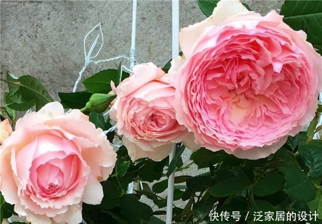 花友们，这花越养越上瘾，入坑成了品种控，家里开成花海洋