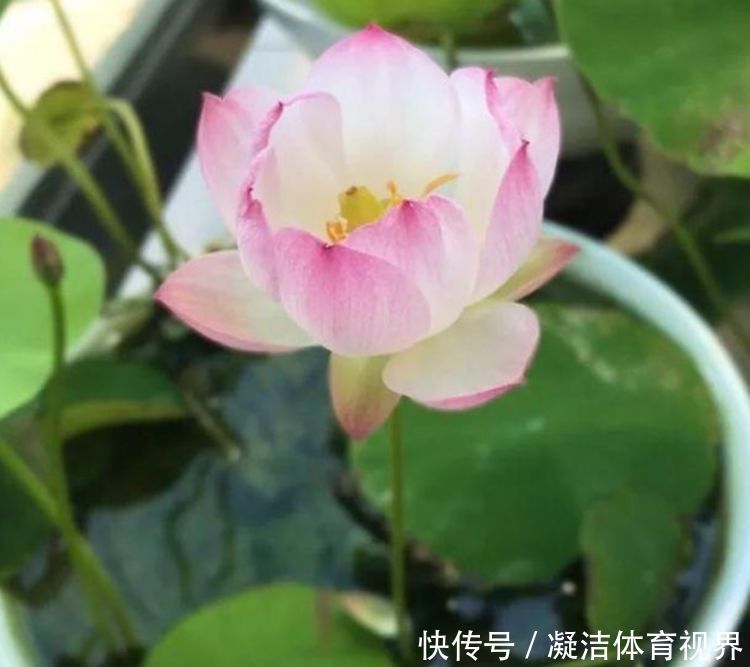 4种花卉是开花小能手,好养易活,开花不断,美爆整个阳台