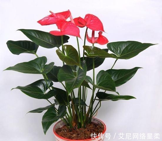 家里养花,就选这几种,一年四季不用管,给点阳光就开花