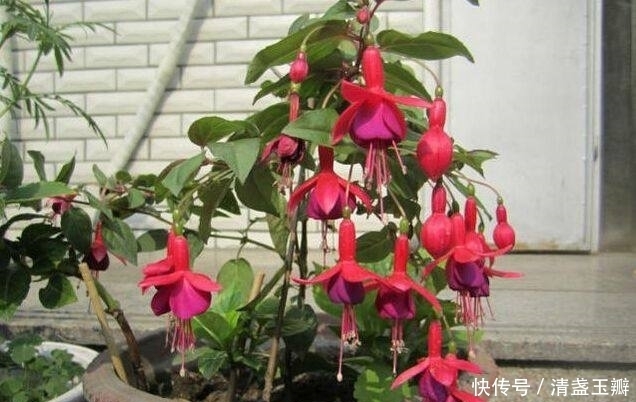 养花|养花的一些技巧,学会了你能养好花!