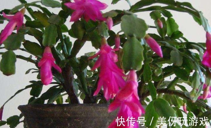 花友们|蟹爪兰不会养,只需学会这4招,花盆都装不下,花量大色艳