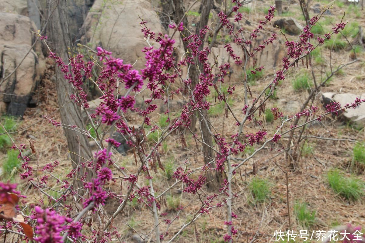 耐寒好养的紫荆，花朵直接开在树枝上，奇特又好看