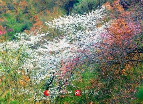 天外|看哭了！广西全州山樱花开烂漫，美若天外仙客（图）