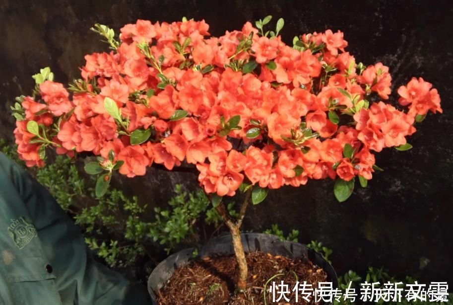 蟹爪兰|12月底买这5种花最合适，不仅能省钱，而且春节刚好开爆盆！