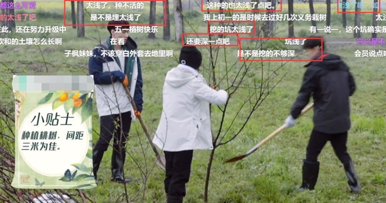 树苗|《青你3》被扯下的遮羞布才4天，就被《向往5》给“蒙”上了