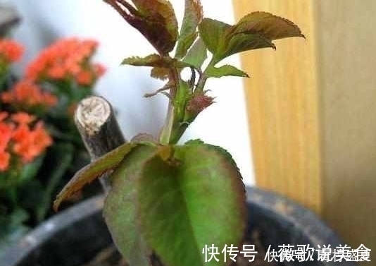 月季|3种花很贵,买不起就不用买,扦插一根枝条,就能开花大半年!