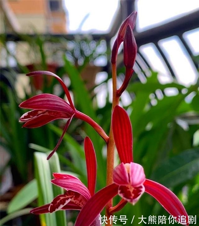 此兰被称为三千年的“美女花”,神秘又高雅,开花奇香,难得一见