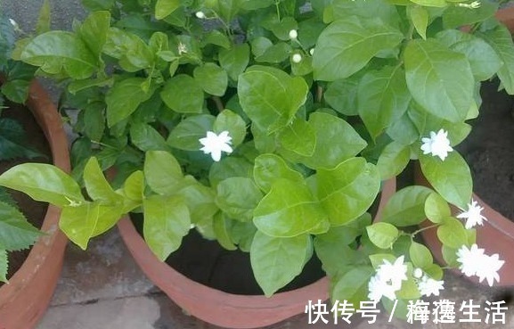 条件|茉莉盆栽开花少，别怪人不争气，没满足这些条件，谁养都一样