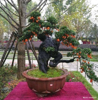 什么绿萝、发财树都不如“2种树”，养人又旺财，1-2年成盆景