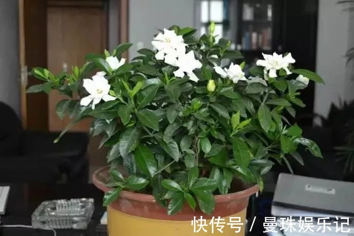 盆里埋2粒黄豆,叶子绿得能滴油,半年不用施肥!