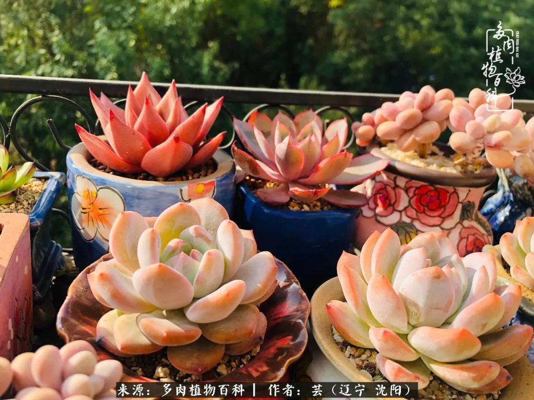 血罗|万物皆有灵性，一年四季有多肉陪伴真好！