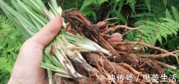 补肾|农村不可忽视的野草,可泡水可泡酒喝了能补肾,许多人视之为宝贝