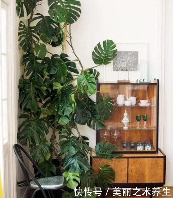 家中常年不见光养花就选这3种,耐阴好养,欣赏价值高!
