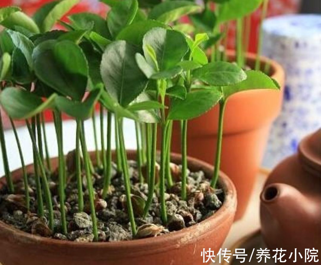 吃完水果核不要扔，剥出种子，简单几步养成小盆栽