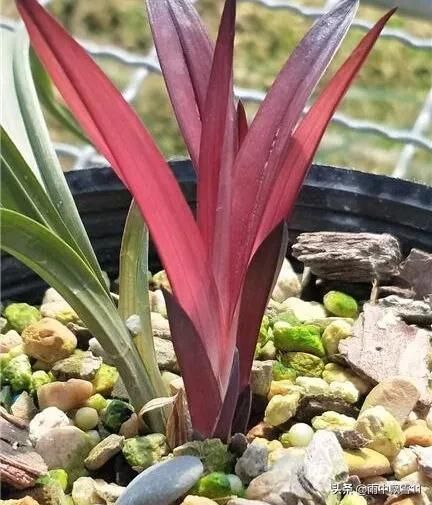 怎样配出透气透水的养花土?