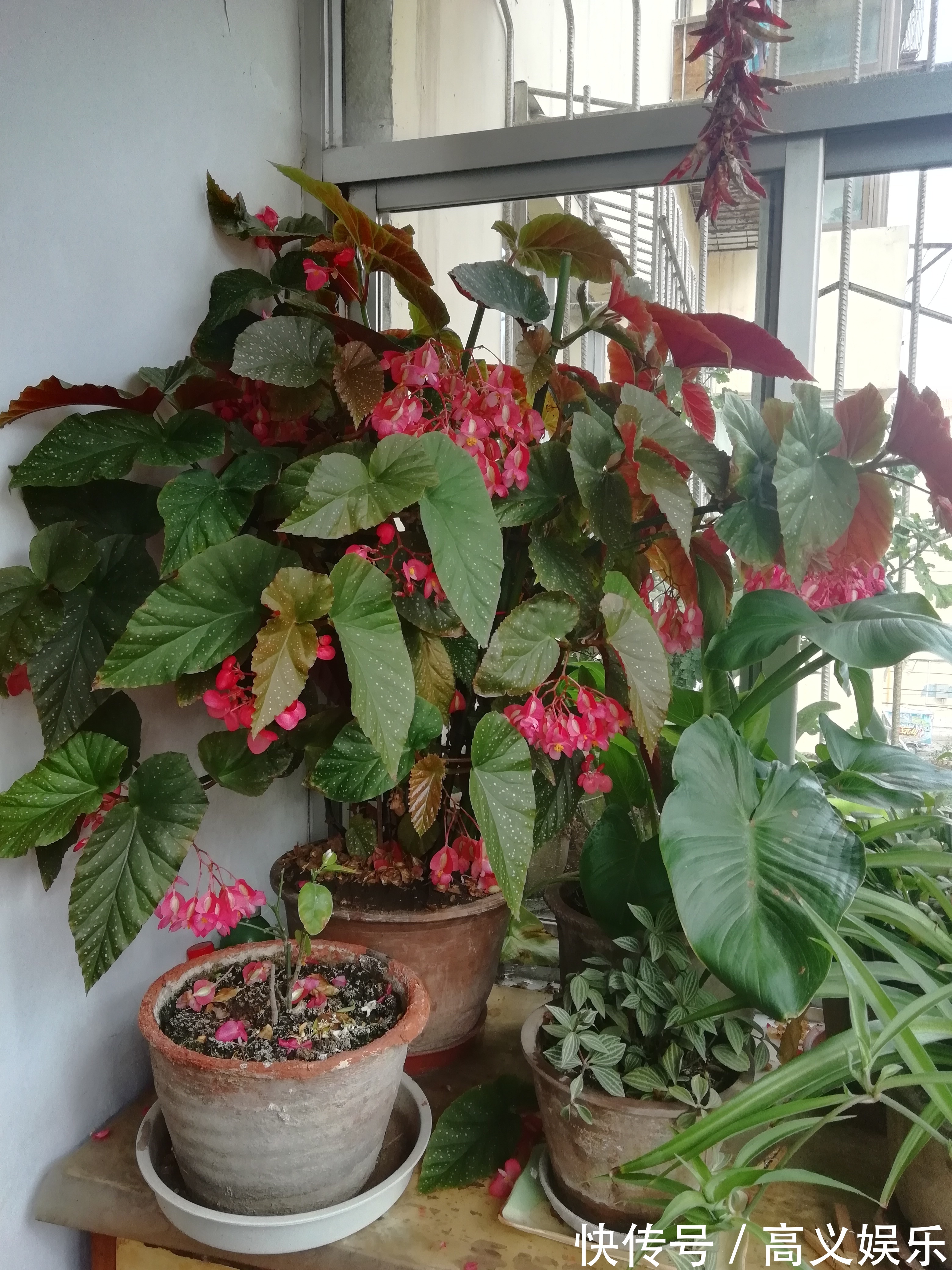 开花最勤的室内盆栽,全年开花,观赏价值高,栽培容易,值得入手