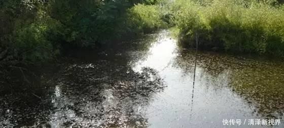 家禽|野钓时遇到这样的钓位别错过,这些都是绝佳的钓位!