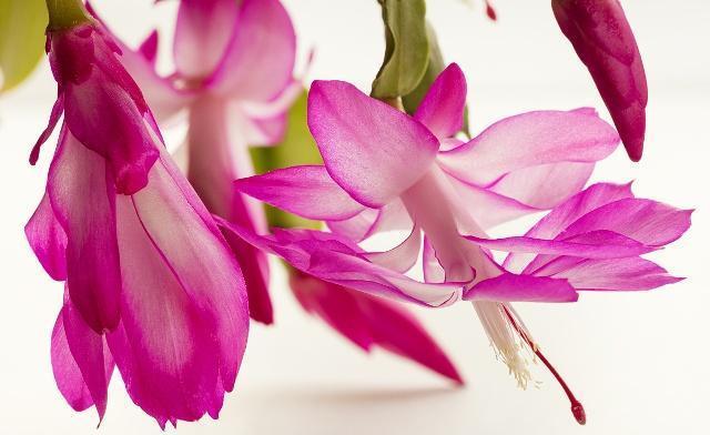 三角梅叶子“展不开”、开花少学会这几点，叶子直冒，花开满枝