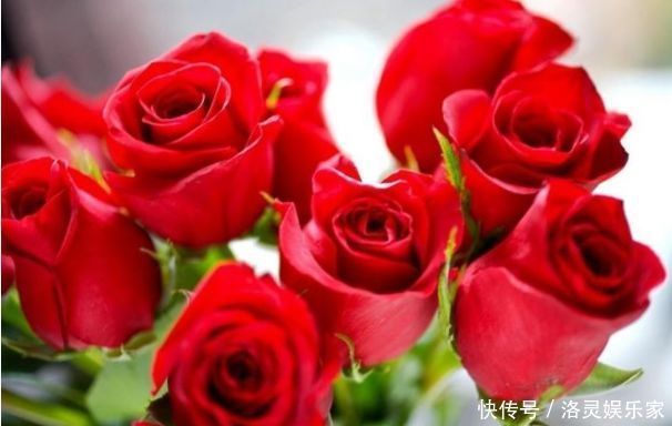 红艳|喜欢菊花,不如养盆“玫瑰精品”卡罗拉,红艳似火,太惊艳了!