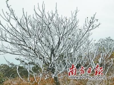 冰挂美景 惊艳冬日