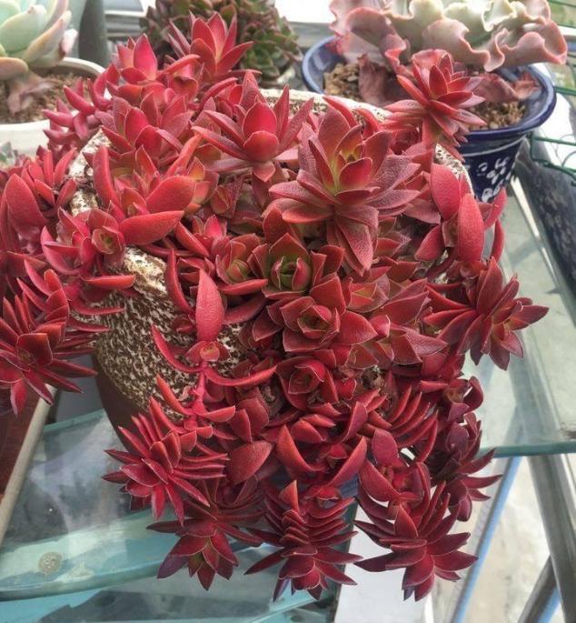 10度养多肉,不拖延这3件事,越冬后才不会仅剩空盆、垃圾