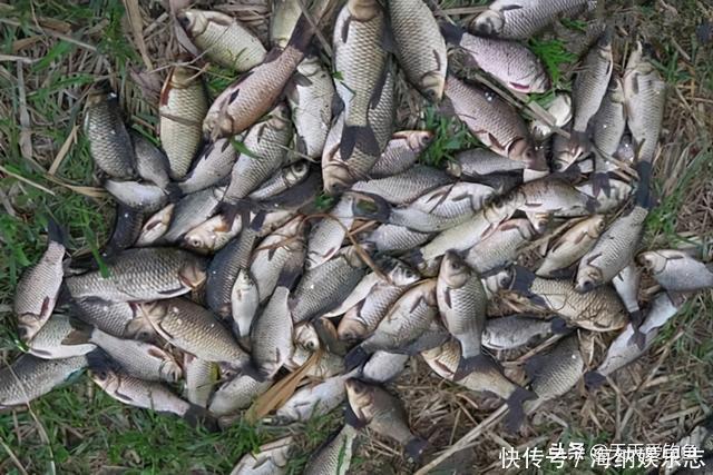 冬钓大鲫鱼,钓深还是钓浅?天冷要找这种地方,鲫鱼在这里扎堆