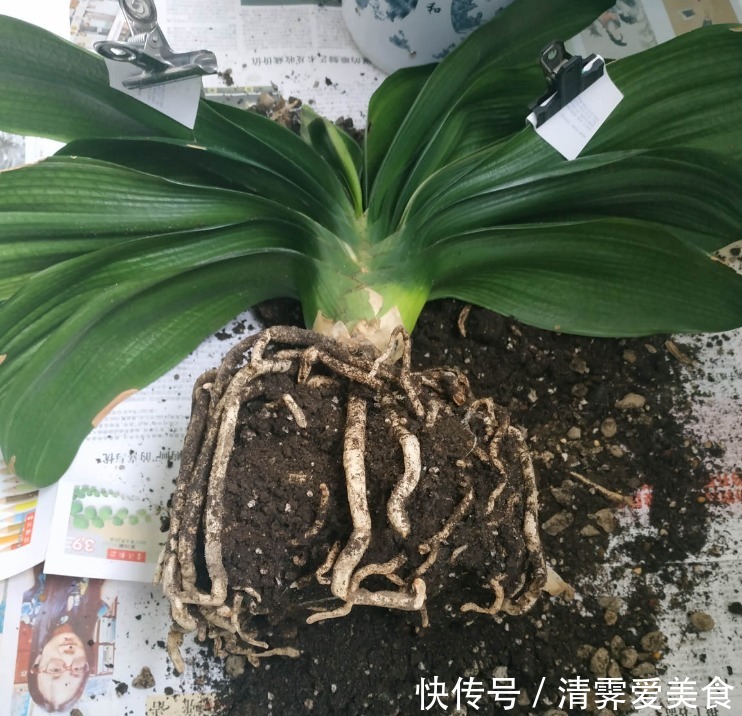 君子兰养了10年不开花,就是这个原因,看完就明白了!