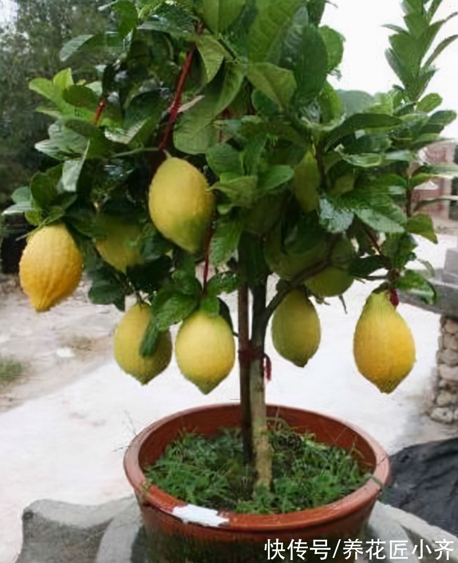 5种“助眠”花,最适合卧室养,好养易打理,整晚睡得香