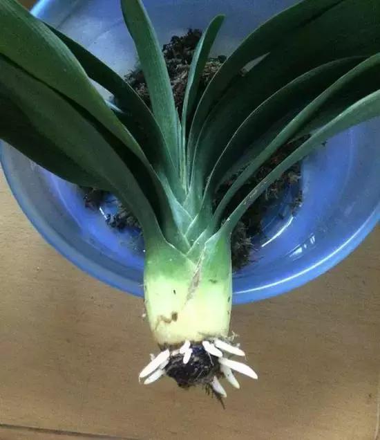 白根|君子兰芦荟烂根，切一刀谅一晾，10天又能长出大白根！