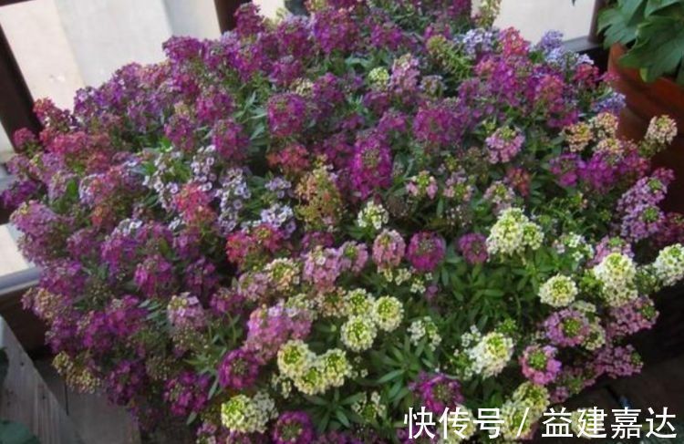 花海|家养这些植物，阳台开出花海，个个好养、开爆盆，养成瀑布
