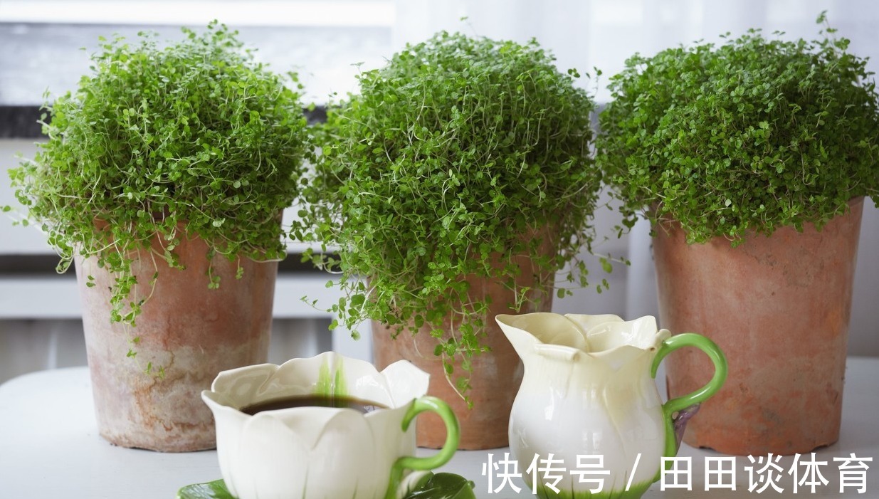 家里的废弃瓶罐别扔了,随手做成创意花盆,省下一笔钱