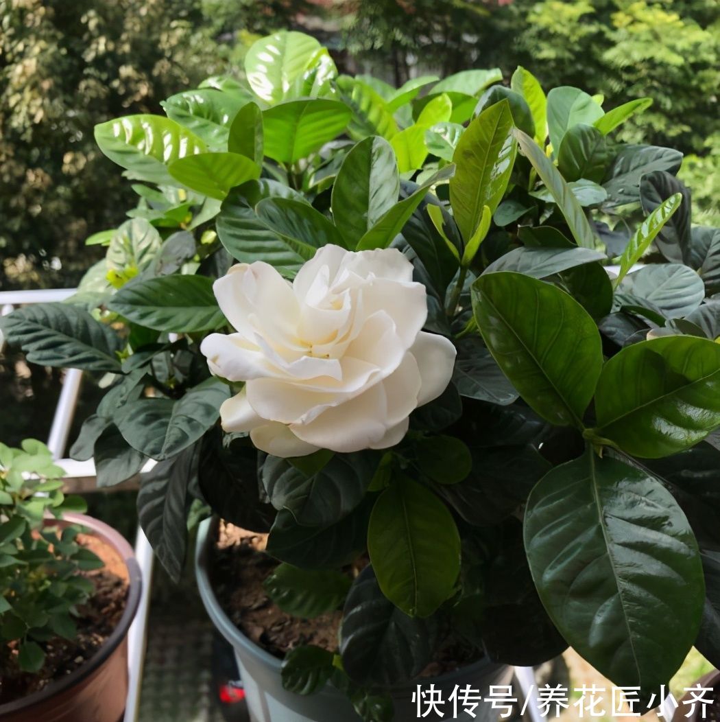 栽种|卖相很好的栀子花,到家就黄叶?首先是你选错了,其次是你做错了