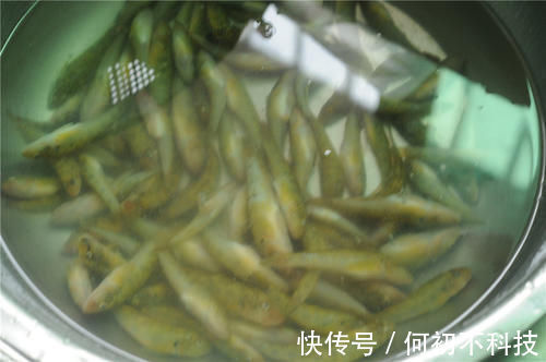 美美家|冬天不吃它太可惜,钙是虾肉的10倍,5块钱一斤,识货的抢着买