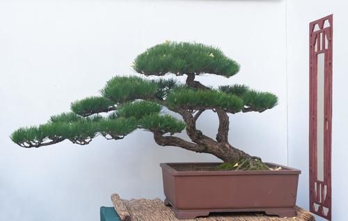 盆景养护不周造成植株萎蔫,找到原因,救治及时很重要