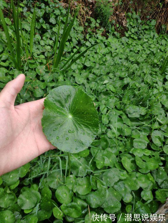 夏天里的“暴发户”,养盆铜钱草,天天爆盆,里里外外全是“钱”