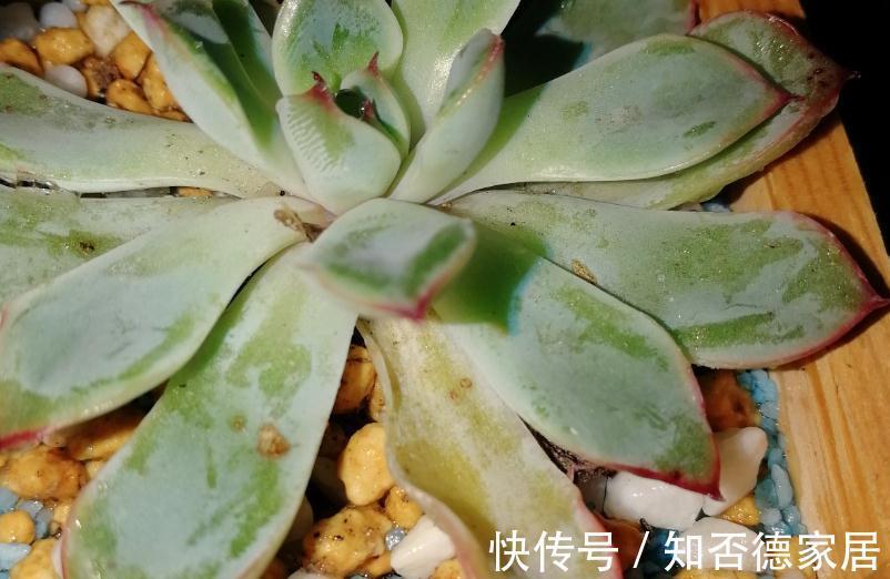 多肉出现这3种症状，就是在警示主人：该换盆土了！