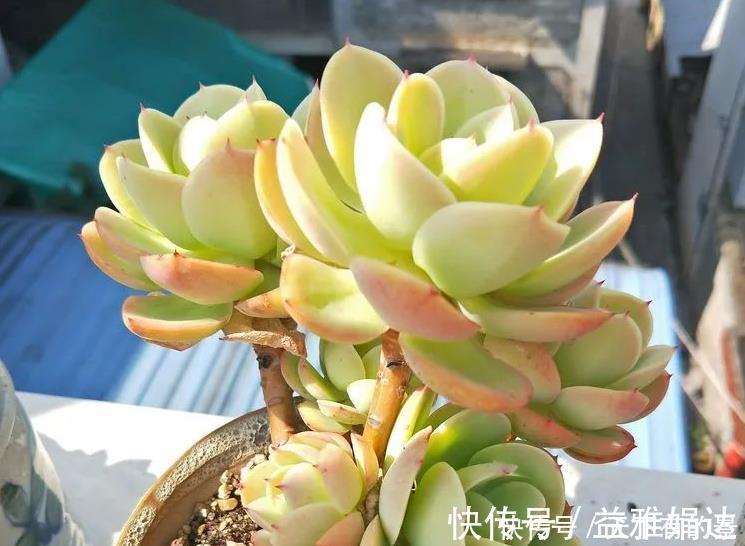 多肉碧桃|养殖多肉碧桃,6、7月盆栽避开此3处,茎叶长得旺、染色美!