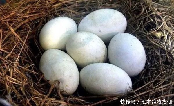 小鹅|为什么我们都吃鸡蛋,而鹅蛋那么大却很少人吃答案原来是